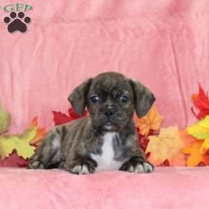 Phlox, Boston Terrier Mix Puppy